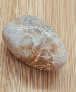 okamenjeni koralj detalj