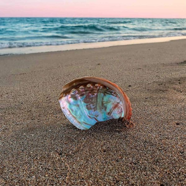 Abalon školjka - mala plaža