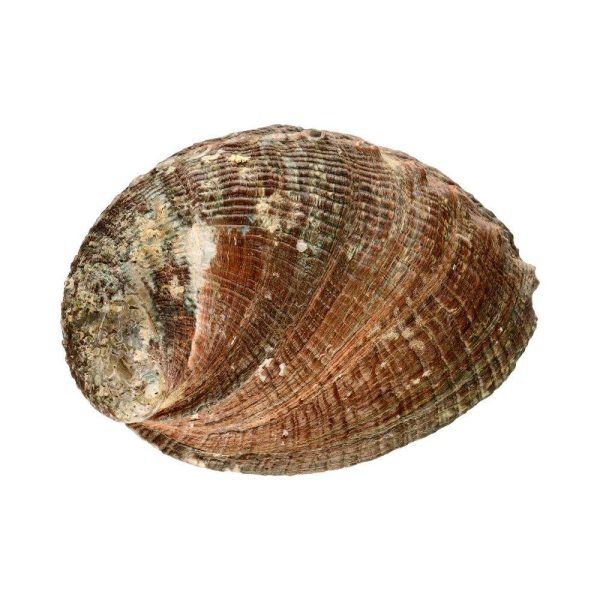 Abalon školjka - mala stražnja strana